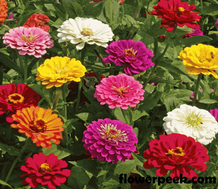 A guide on how to grow and care for Zinnias flowers