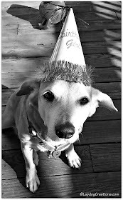 Hound dog with birthday hat