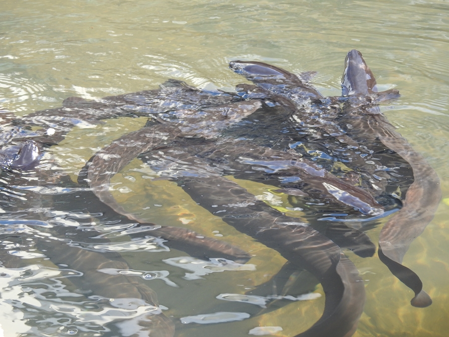 photographing New Zealand Eely eels