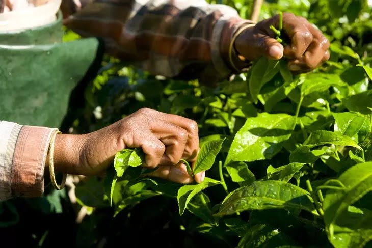 Mão de uma mulher colhendo plantas