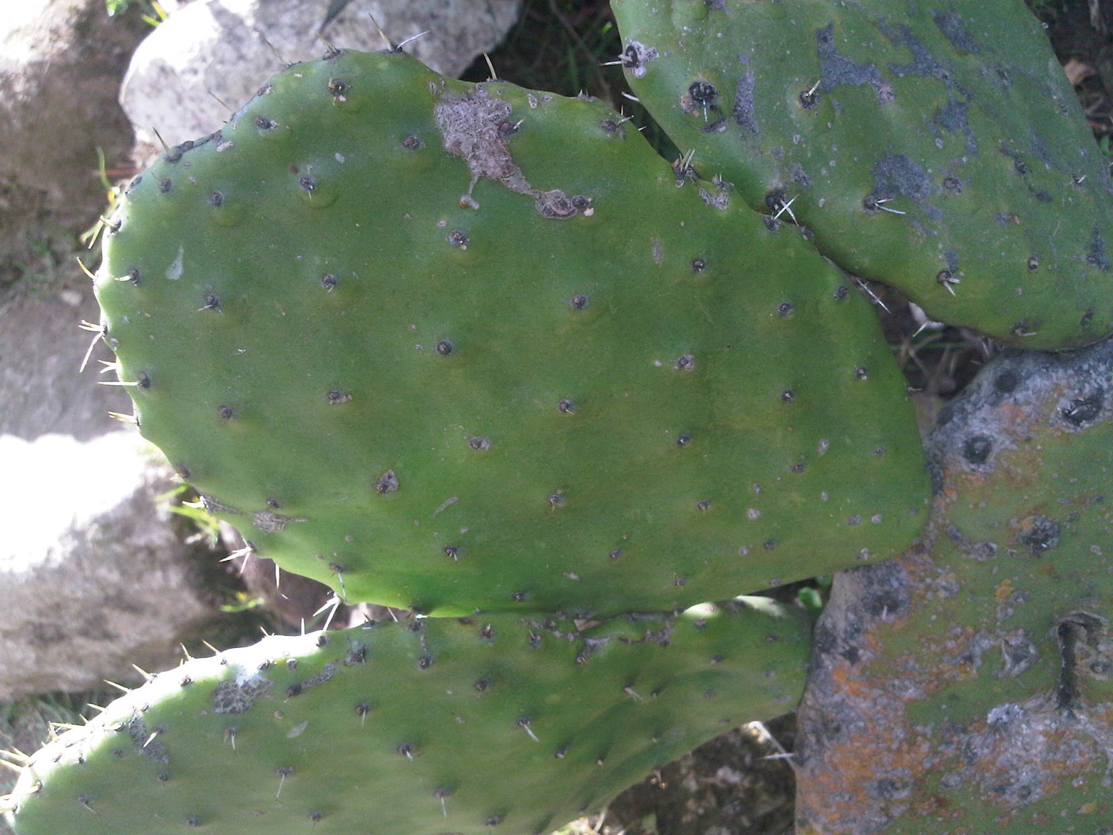 Huancayo fotografias HUANCAYO PAISAJES NATURALES