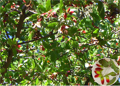 Argentina nativa Quebracho colorado chaqueño (Schinopsis balansae)