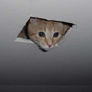 surveillance joshua wieder ceiling cat