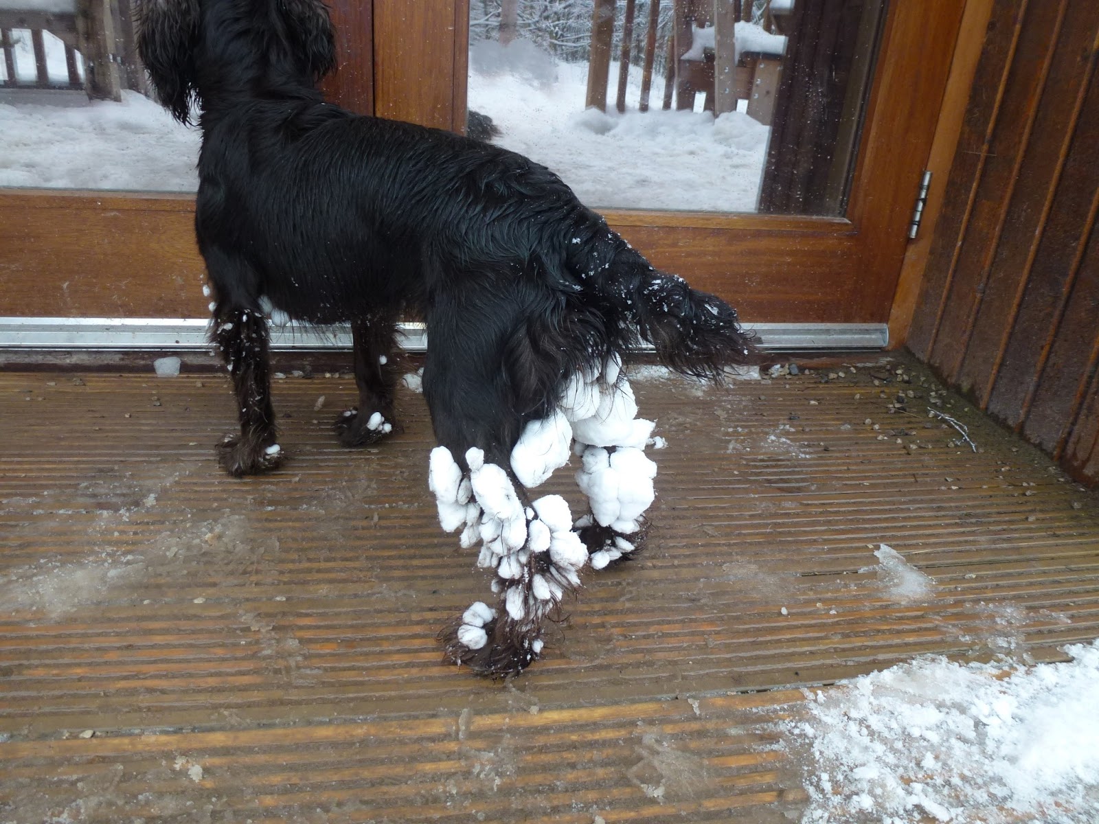 dog-snowball-legs