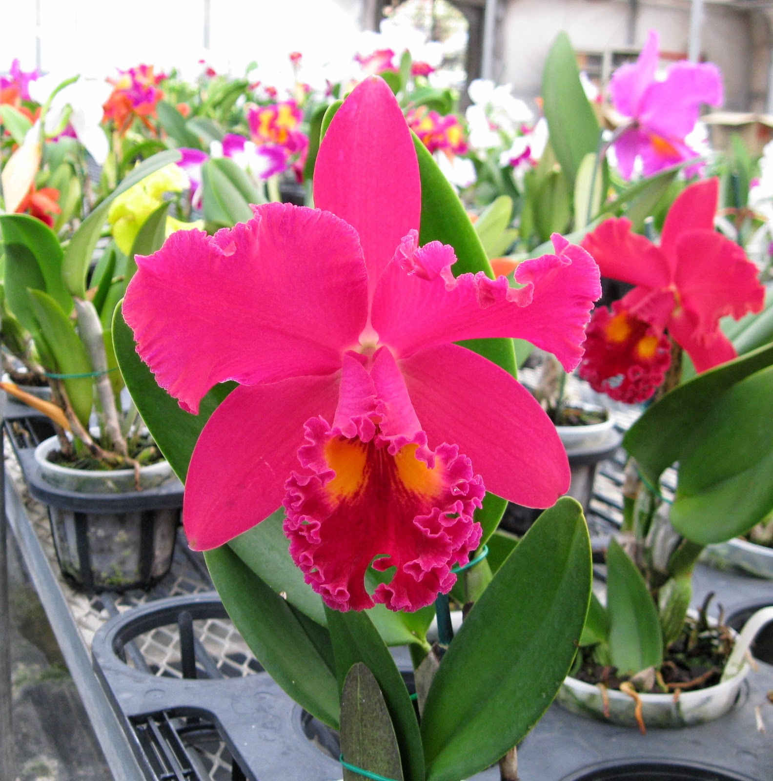 Rsc. Ahchung ruby Taiyoung Red Star orchid flowers