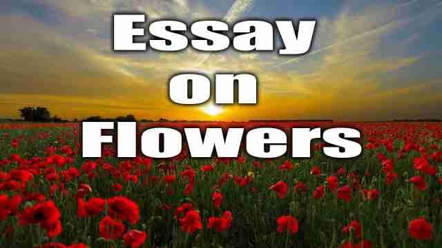 define flower essay
