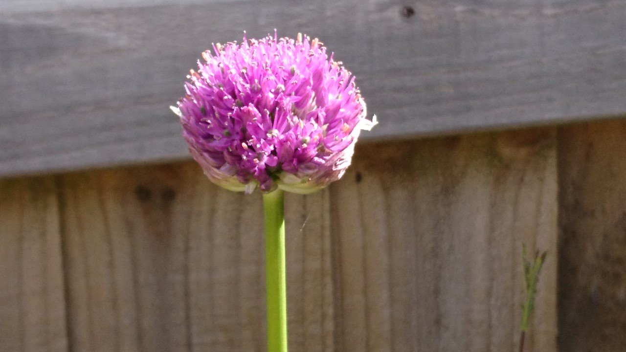 How to grow alliums