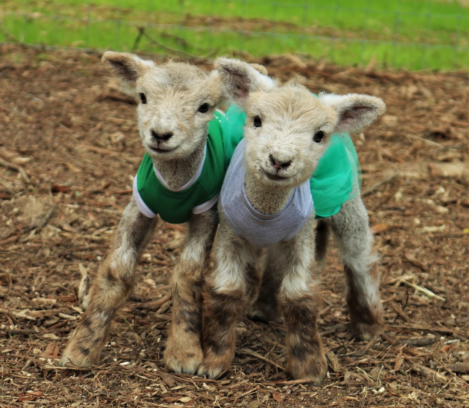 Redemptive Love Farm: Animal-Grams
