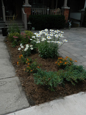 Leslieville new front garden after Paul Jung Toronto Gardening Services