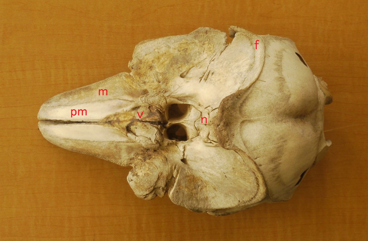 状態良】 イルカ 頭蓋骨 天然 骨