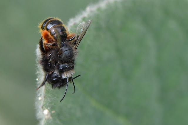 © Esprit de jardin - Edith Gayot-Boudier Osmie cornue (Osmia cornuta)