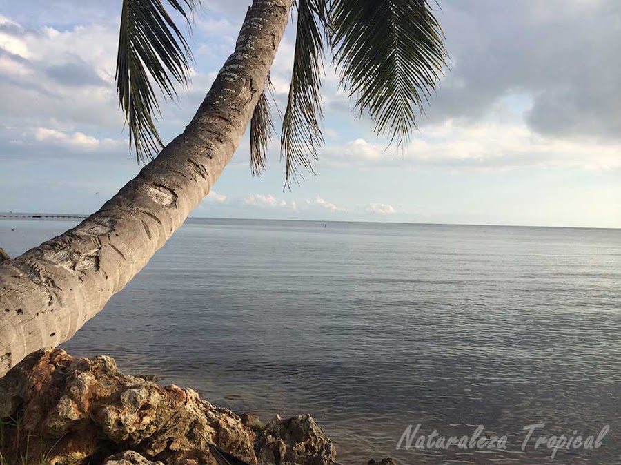 Fotografía tomada en la costa sur de Mayabeque, la Habana, Cuba