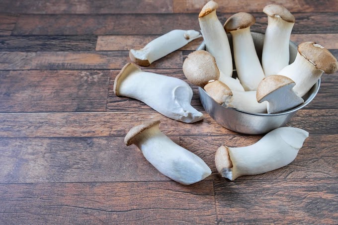 Mushroom cultivation training mushroom and spawn supplier | Organic mushrooms | Biobritte mushrooms 