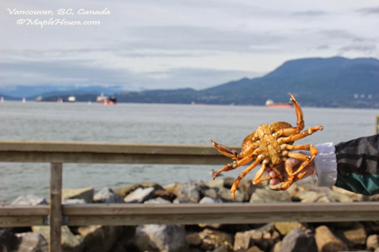 Living Vancouver Canada Fishing for Dungeness Crab at Jericho Beach