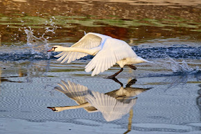 Mute Swan