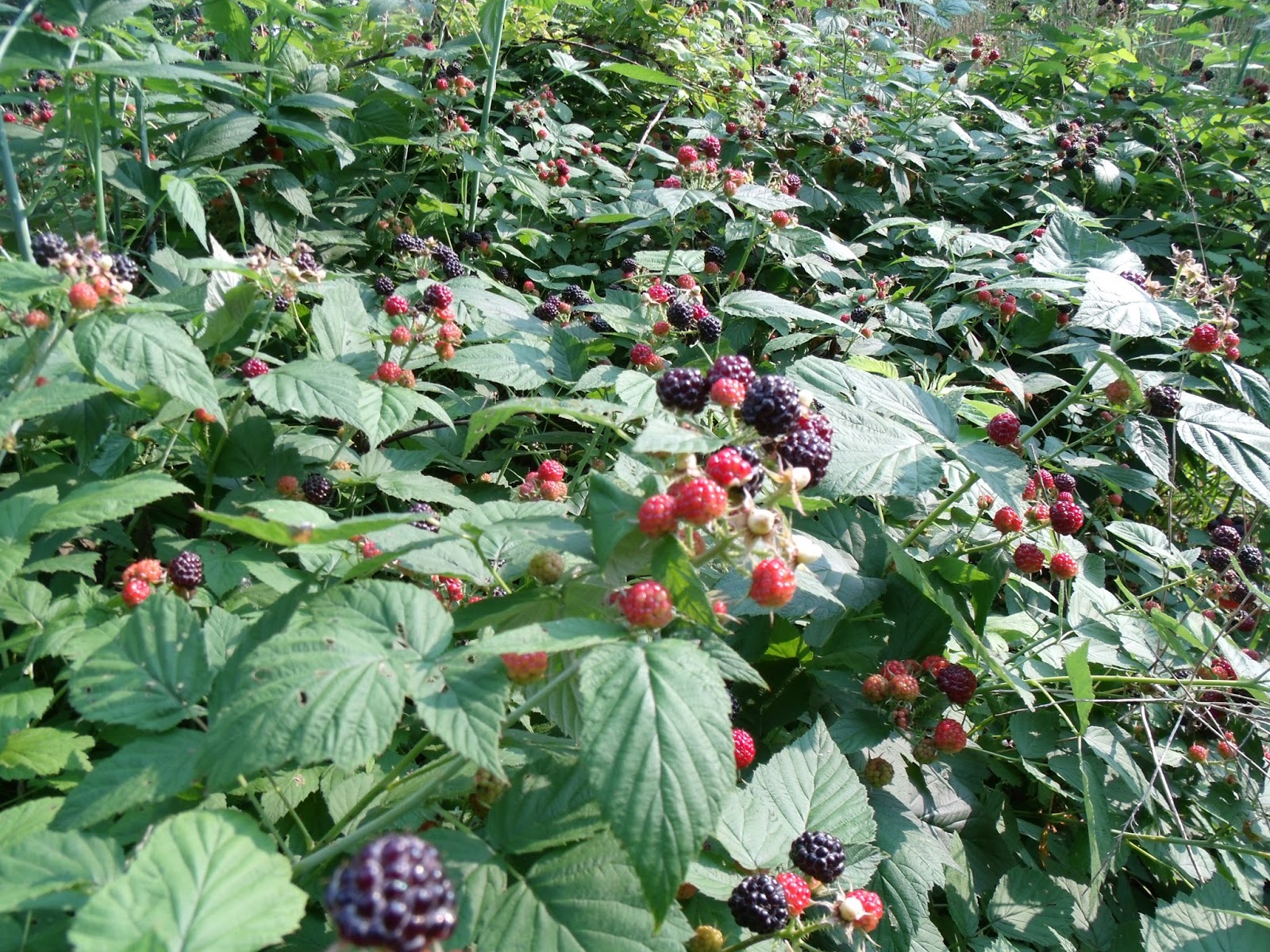 Gear Acres at Top of the Hill: Our Wild Black Raspberry Patch