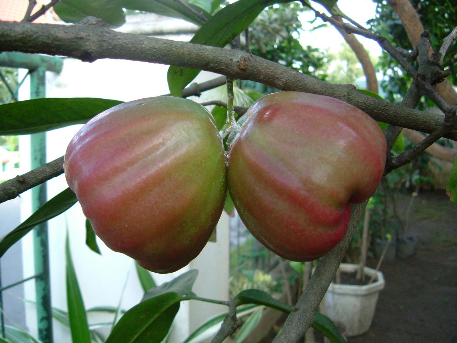 Bibit Buah Bunton Malang Macam  macam Jambu Air 