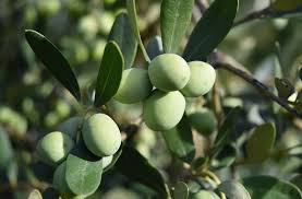benefits of eating olives