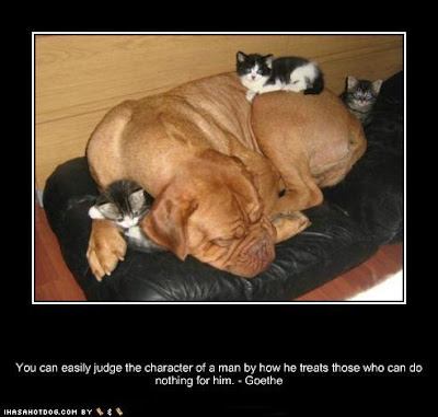 brown dog sleeping with two kittens and saying, You can easily judge the character of a man by how he treats those who can do nothing for him