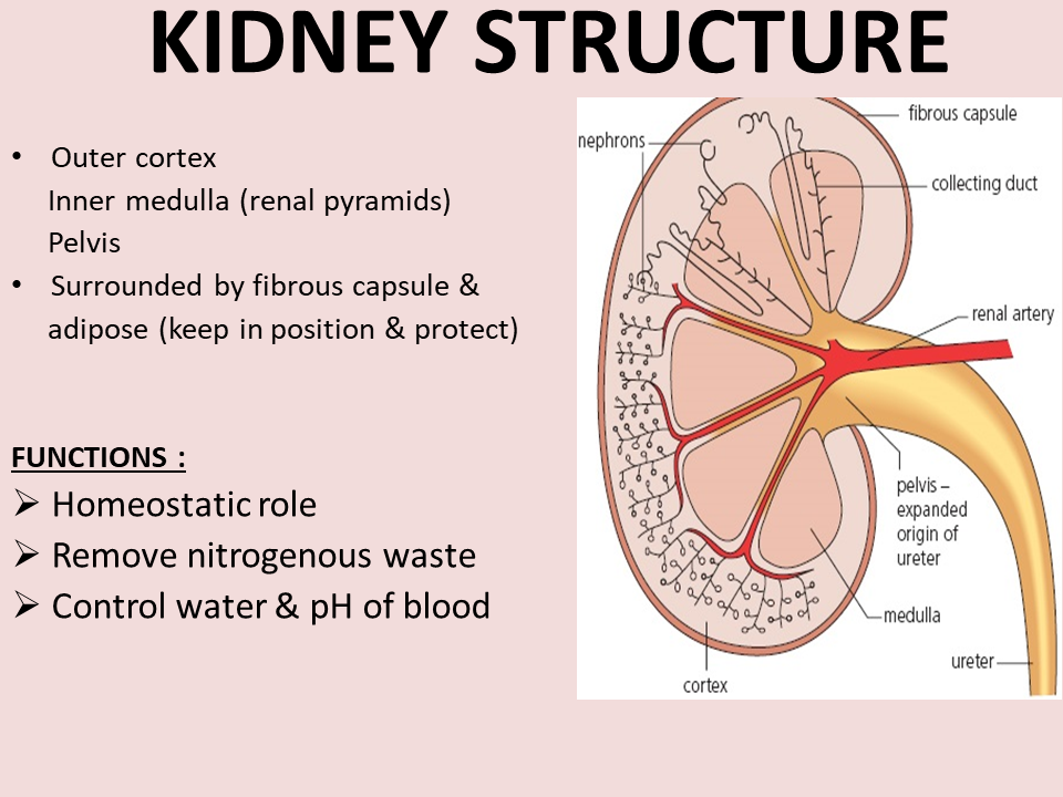 Internal structure. Kidney structure. Kidney function.