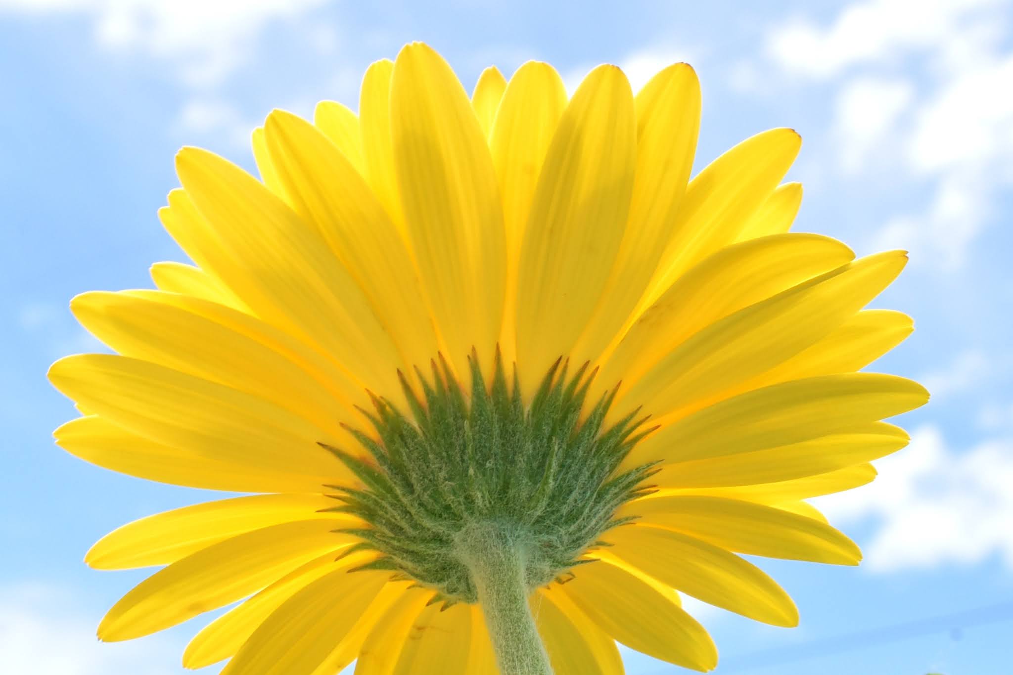 Shoreline Area News Daisies and the pyramids of Egypt