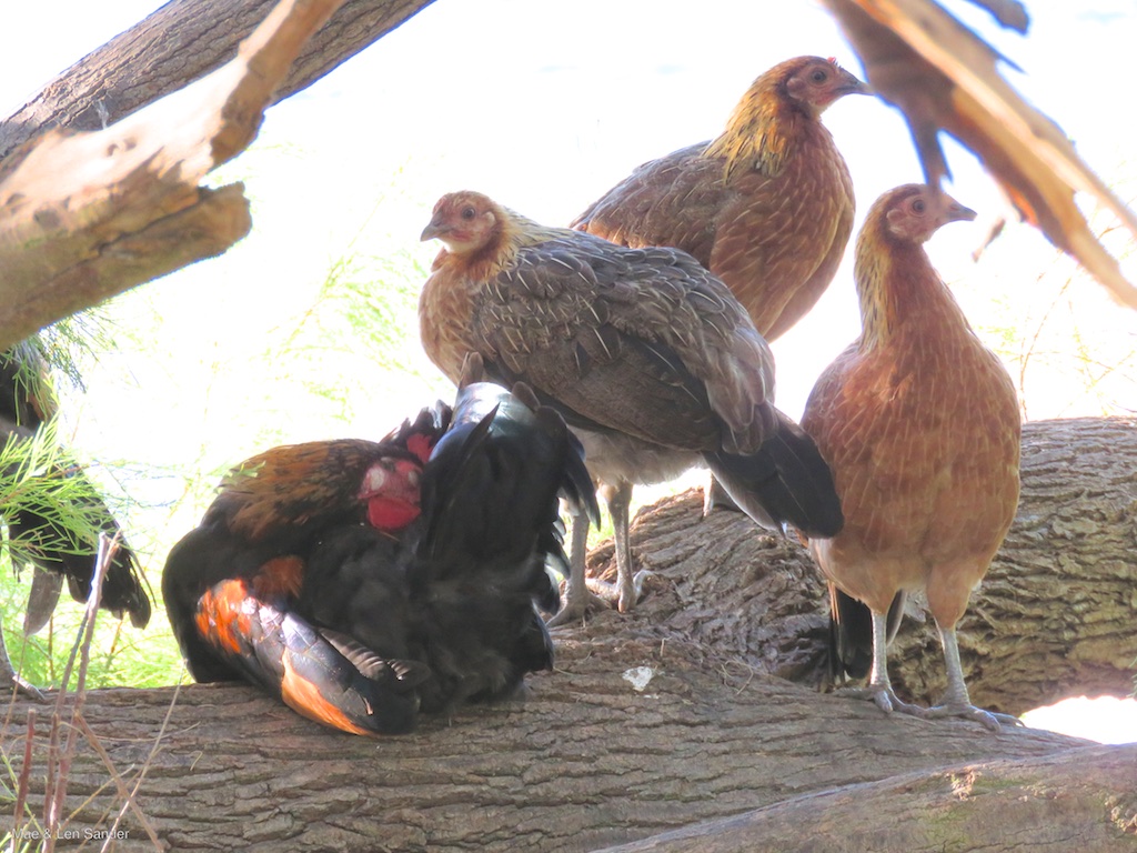 Mae's Food Blog Kauai Chickens
