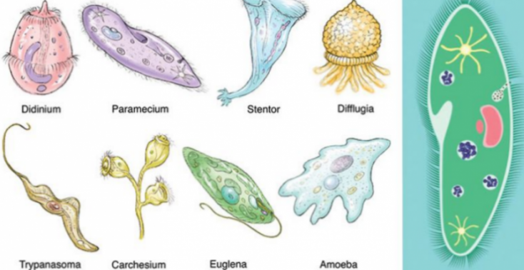46.-Kingdom-Protista1.png