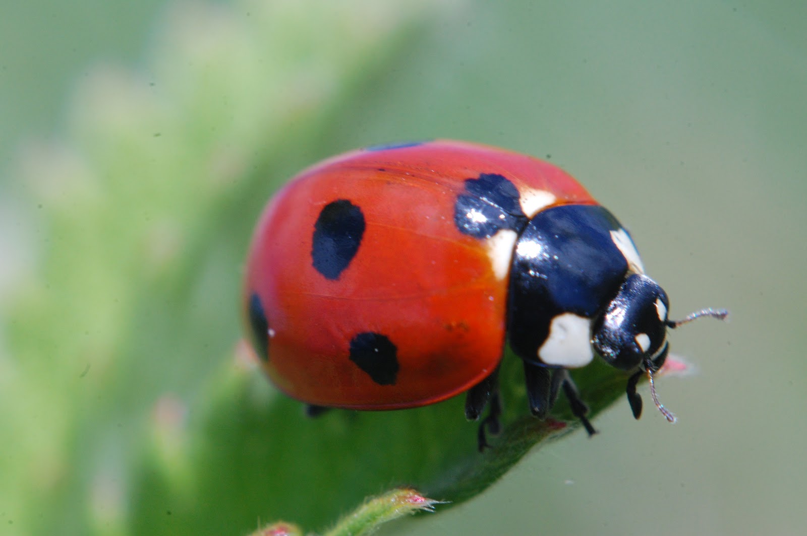 жучки-паучки. фото жучка. маленький жук. жук долгоносик. маленький коричневый жук.