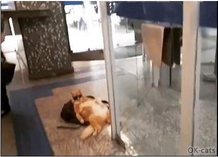 Amazing Cat GIF • Super cool cat chilling out at his bank! He is like Garfield."Peaceful relaxed cat." Amazing Cat GIF • Super cool cat chilling out at his bank! He is like Garfield."Peaceful relaxed cat."
