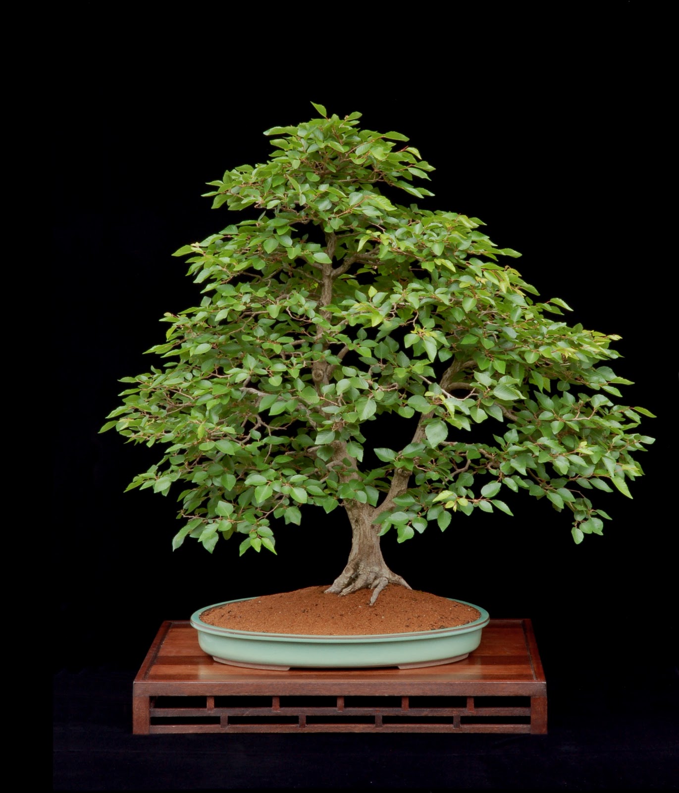 The Treeherd: Naturalistic Bonsai: Korean Hornbeam on a stand I designed