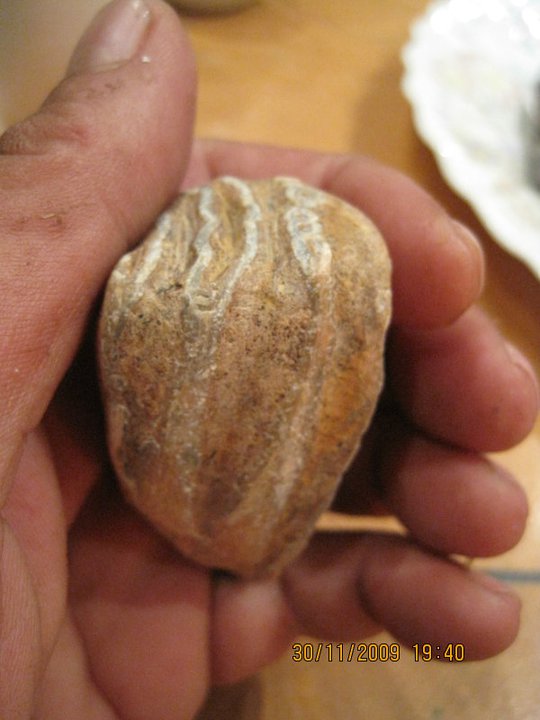 Biodiversity of Cyprus by NGO Protection of the Natural Heritage and