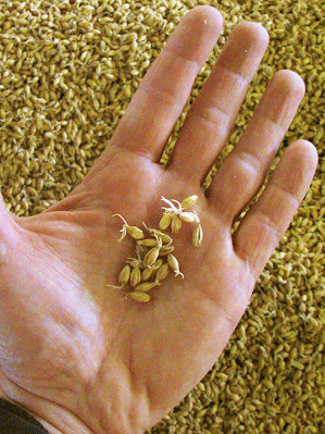 a handful of germinating barley after three days on the malting floor at Laphroaig Distillery