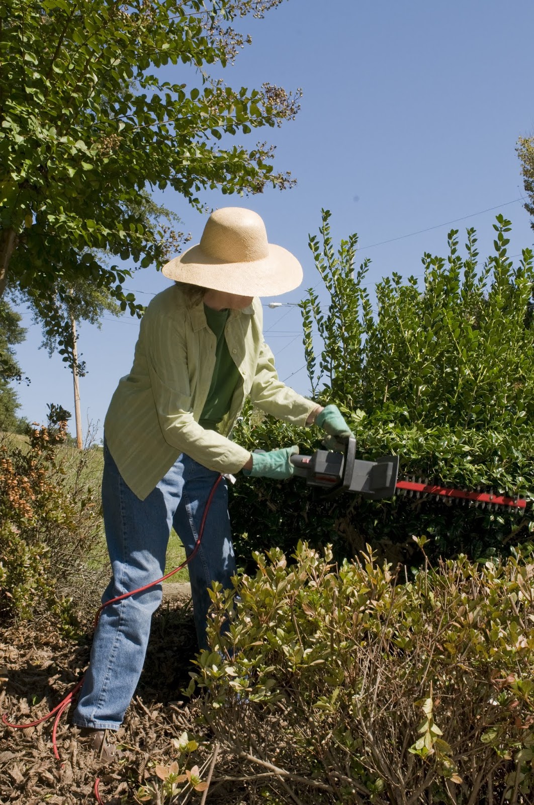 Real World Gardener Pruning 101, When to Prune in Design Elements