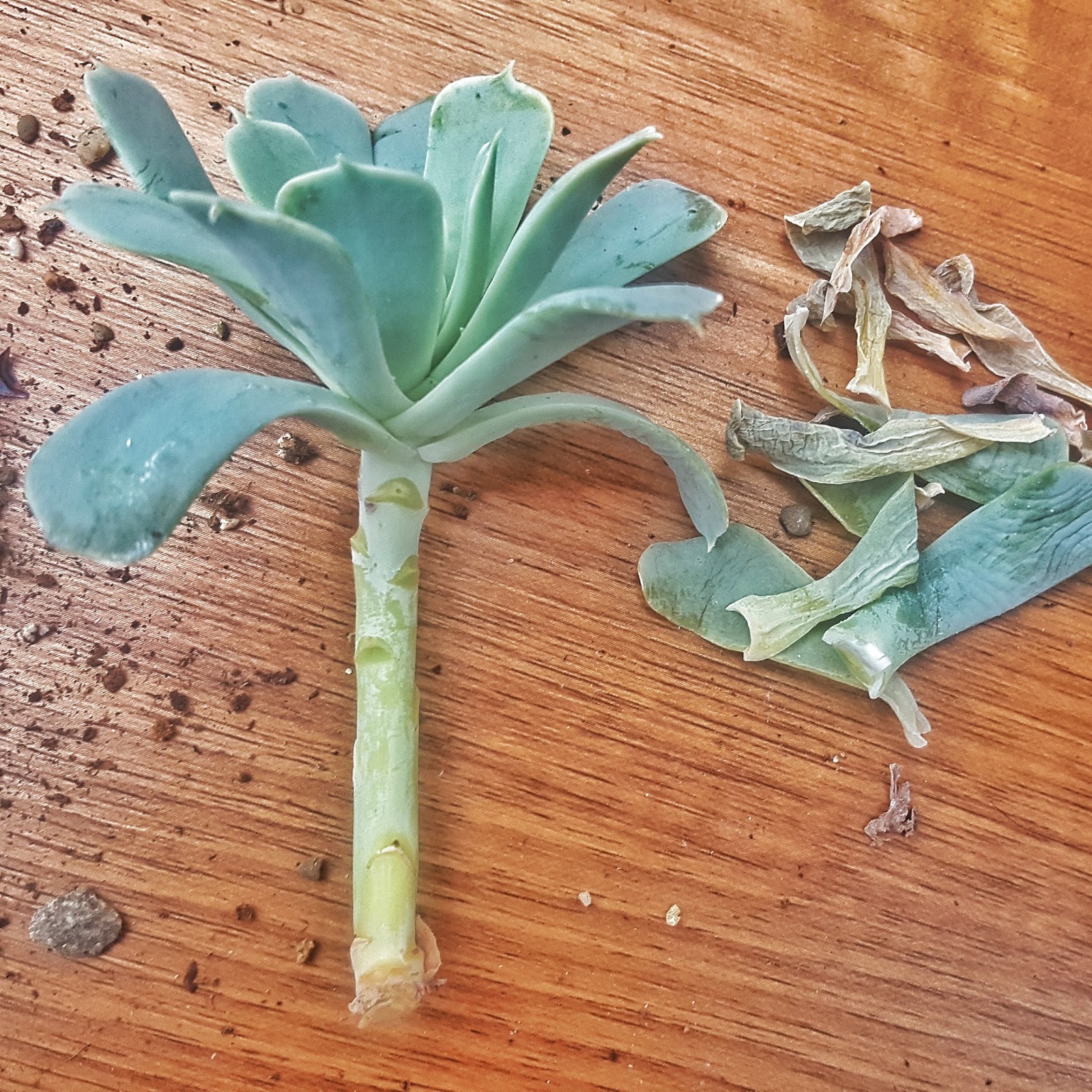 Removing dead leaves from succulent