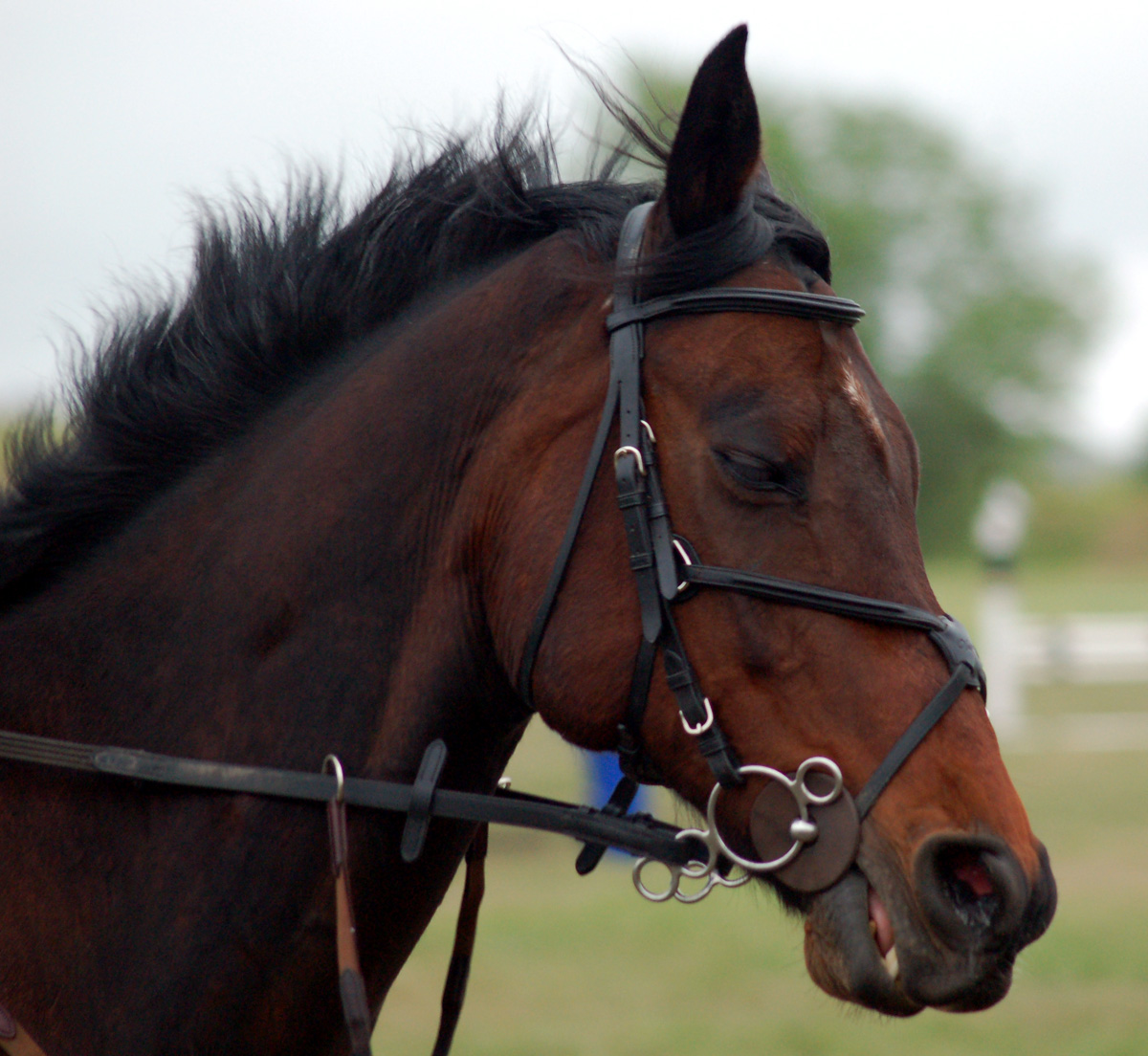 Horse Care Bits And Bridles horse-care-bits-and-bridles