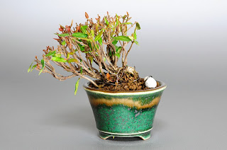 チリメンカズラ-H1（縮緬葛 豆盆栽）Chirimen kazura bonsai