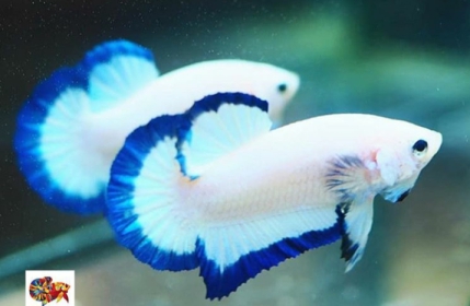 Ciri Ciri Ikan Cupang Blue Rim Dan Harganya Cupang Sehat