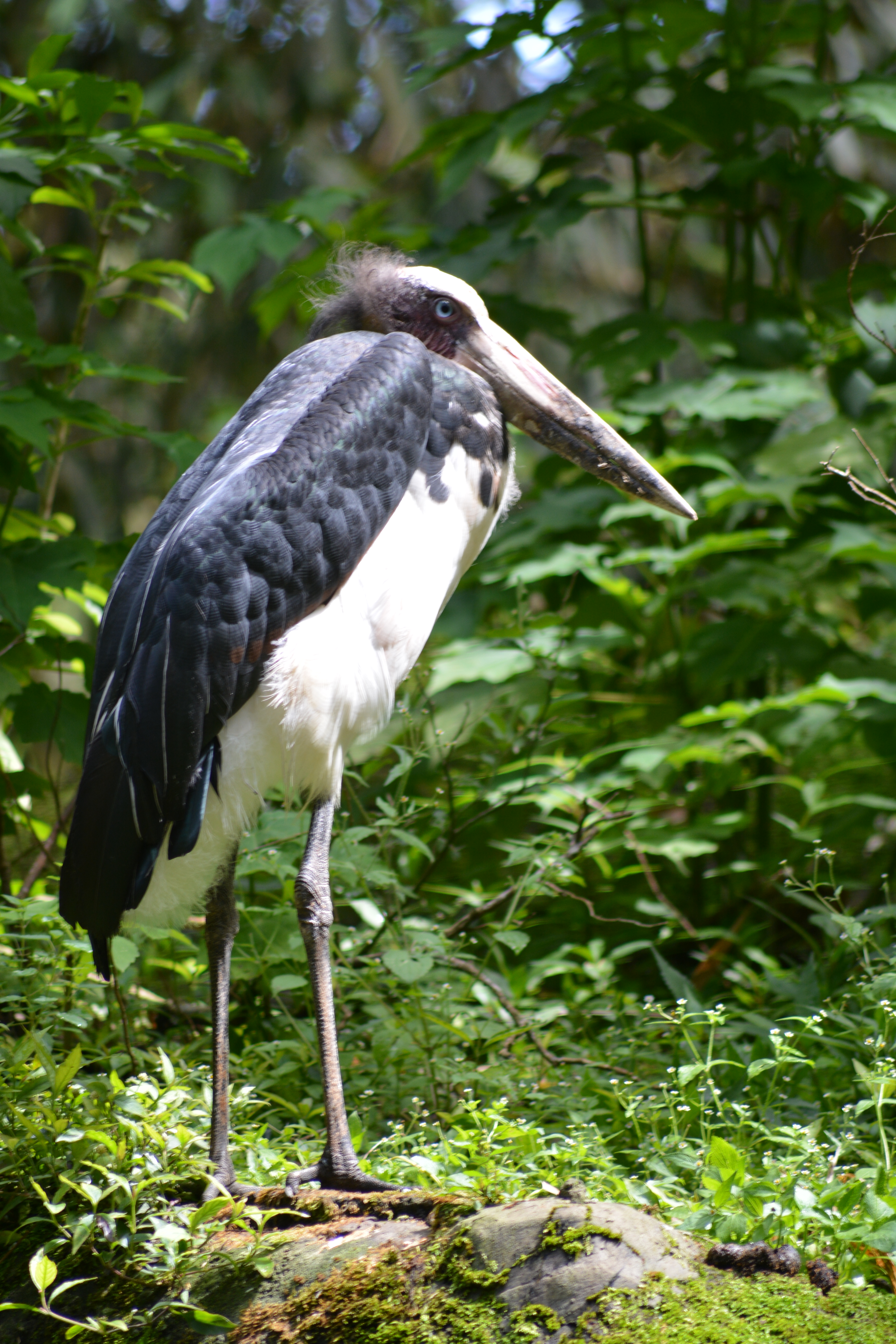 Bangau Tong Tong The Lesser Adjutant Leptoptilos Javanicus Si Burung Bangau Botak Planter And Forester