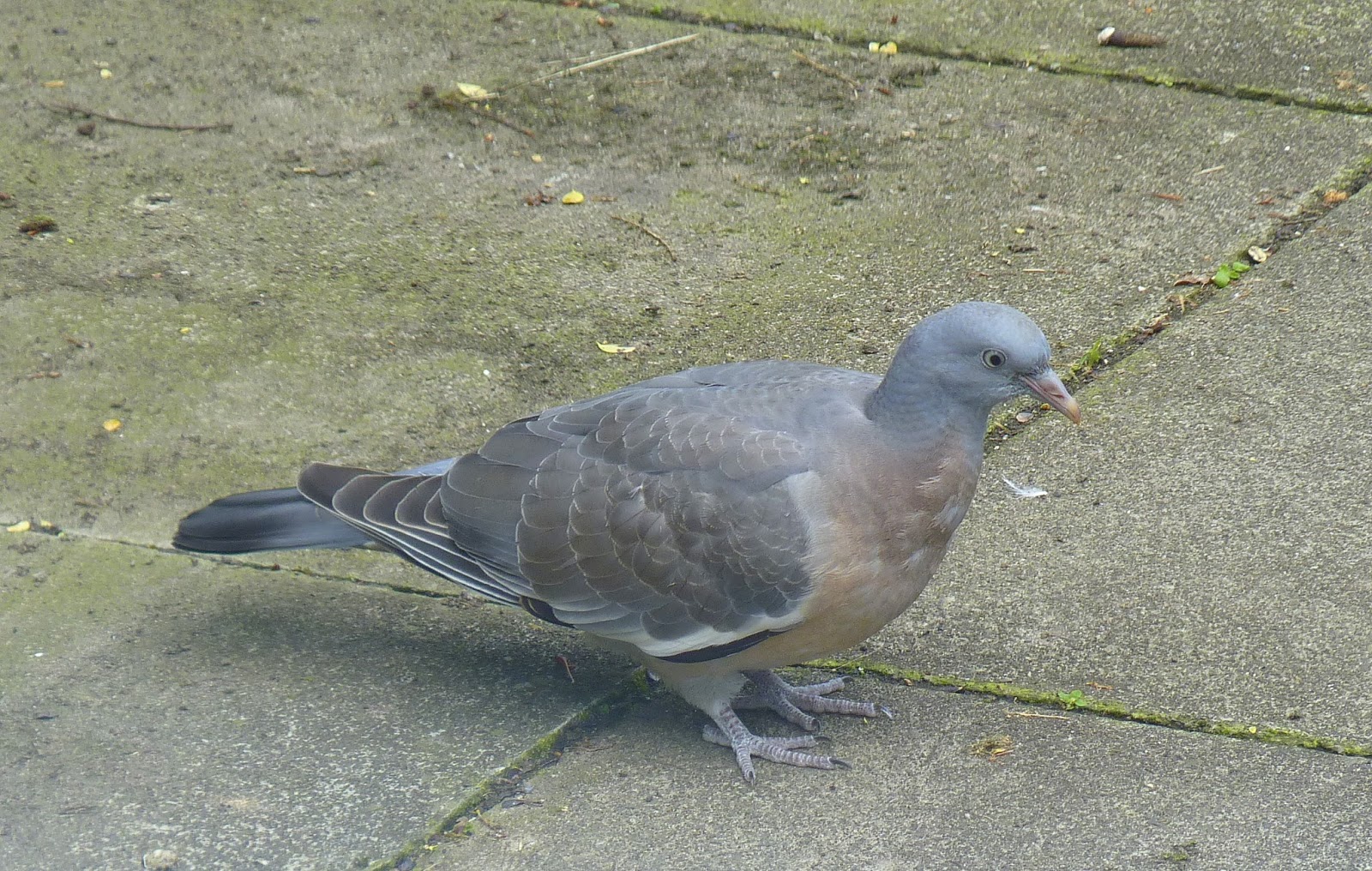 Birding For Pleasure What are the Wood Pigeons doing?