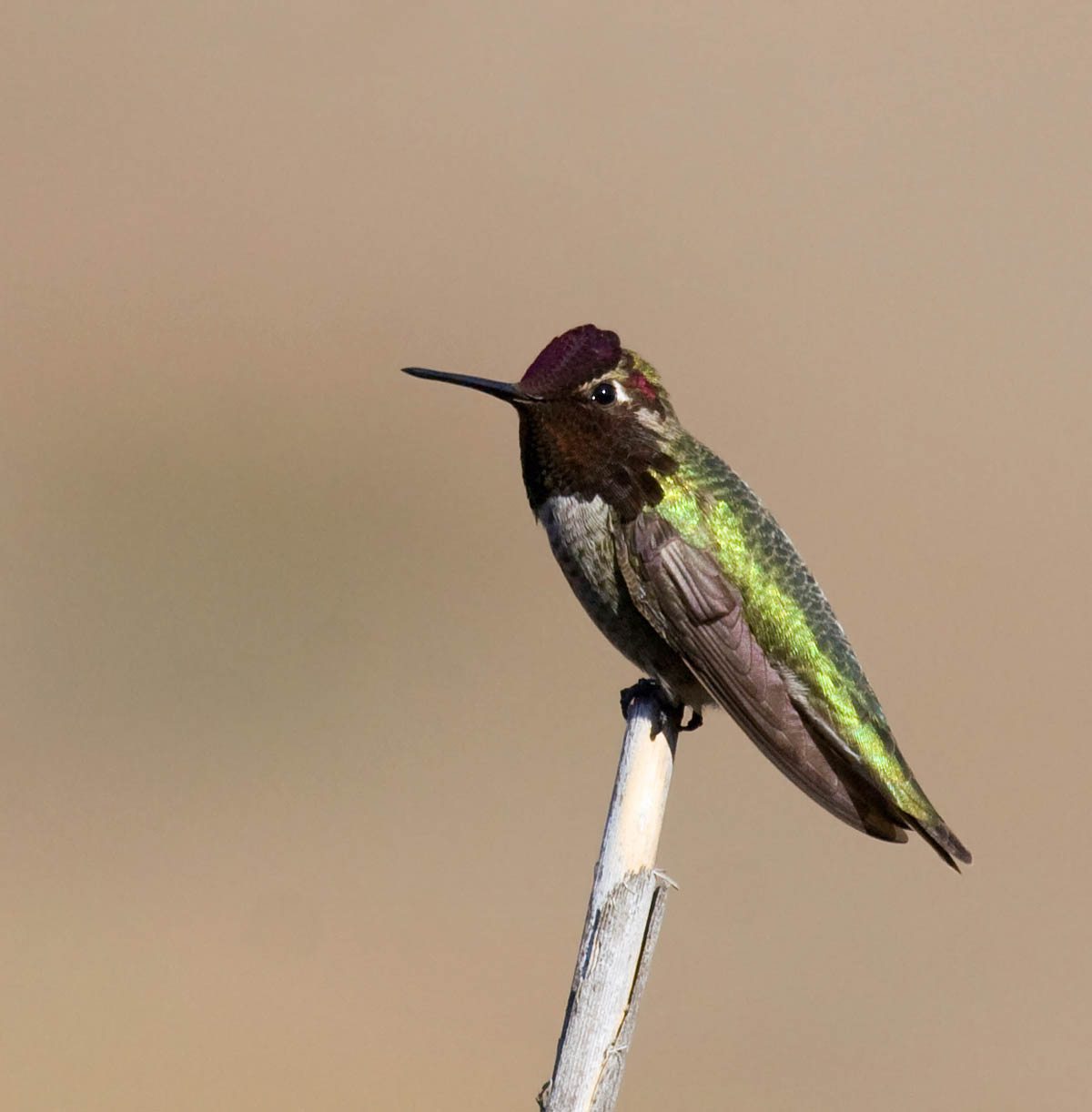 The 10 most common backyard birds of San Diego, California Greg in
