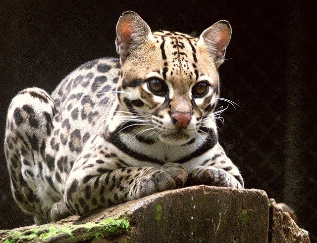 The Ocelot – Really Back From the Brink? | The Ark In Space