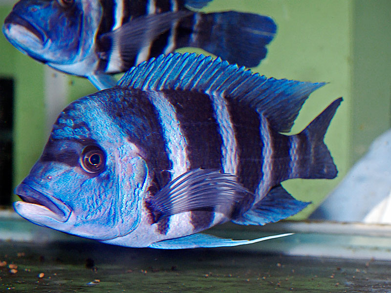 JOE’S AQUAWORLD FOR EXOTIC FISHES MUMBAI INDIA 9833898901: Exotic rare