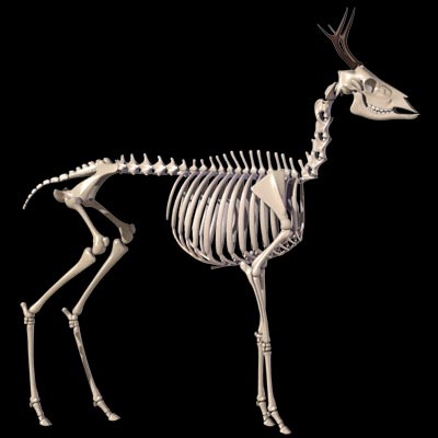 Springbok Complete Skeleton 基本設計: HW5_Design a Vertebraic System