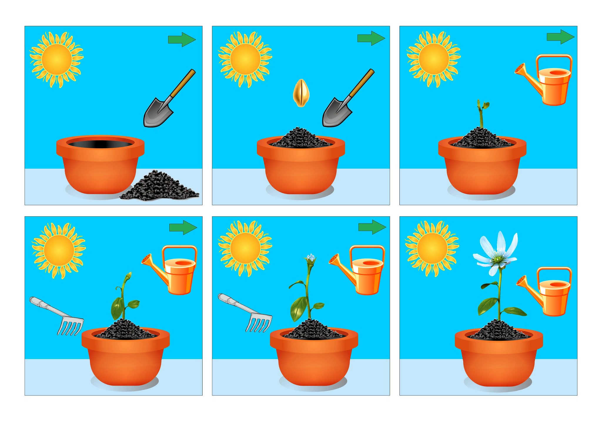Включи навык горшок. Алгоритм посадки растений. Растения для дошкольников. Алгоритм посадки растения для детей. Алгоритм роста растения для дошкольников.