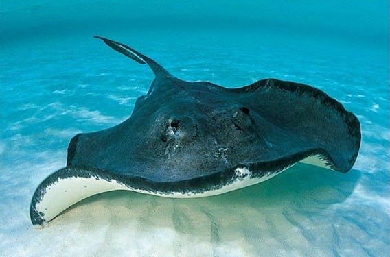 Ikan Pari Berkembang Biak Dengan Cara Renunganku