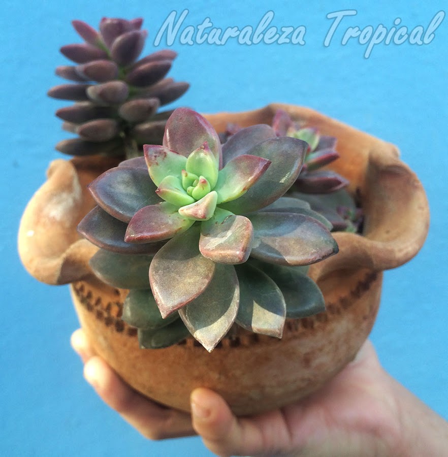 El cultivar Crepúsculo, x Graptosedum Vera Higgins