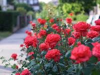 Cara Mudah Menanam Bunga Mawar di Dalam Polybag 