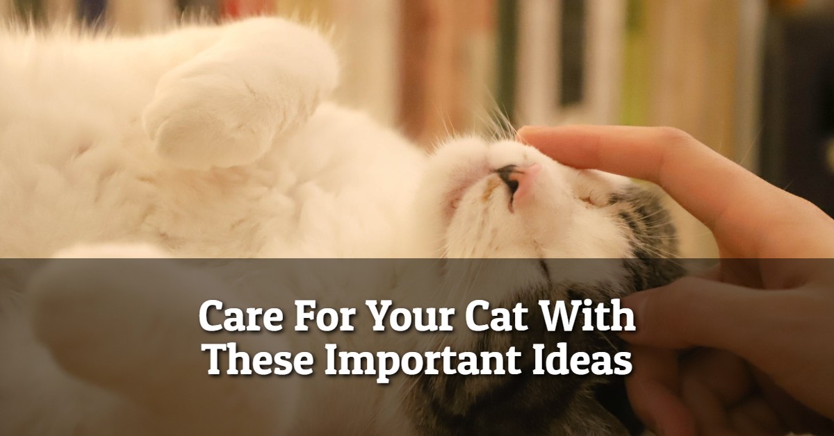 Care For Your Cat With These Important Ideas
