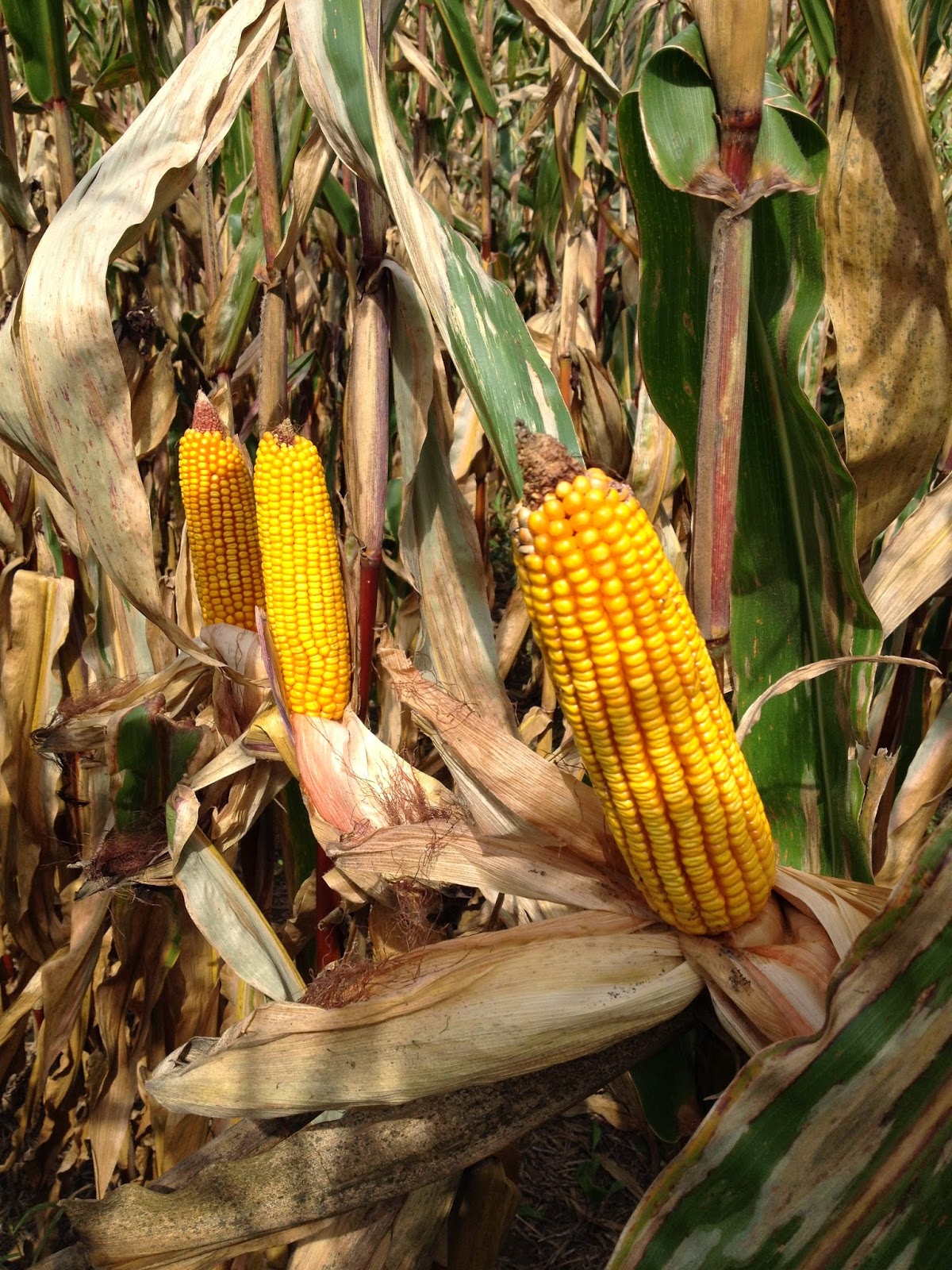 Grain Crops Update: Guidelines for Harvesting and Storing Ear Corn in