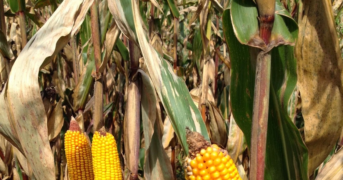 Grain Crops Update Guidelines for Harvesting and Storing Ear Corn in